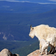 Illustration for article titled Your attention, please: The goats have taken flight